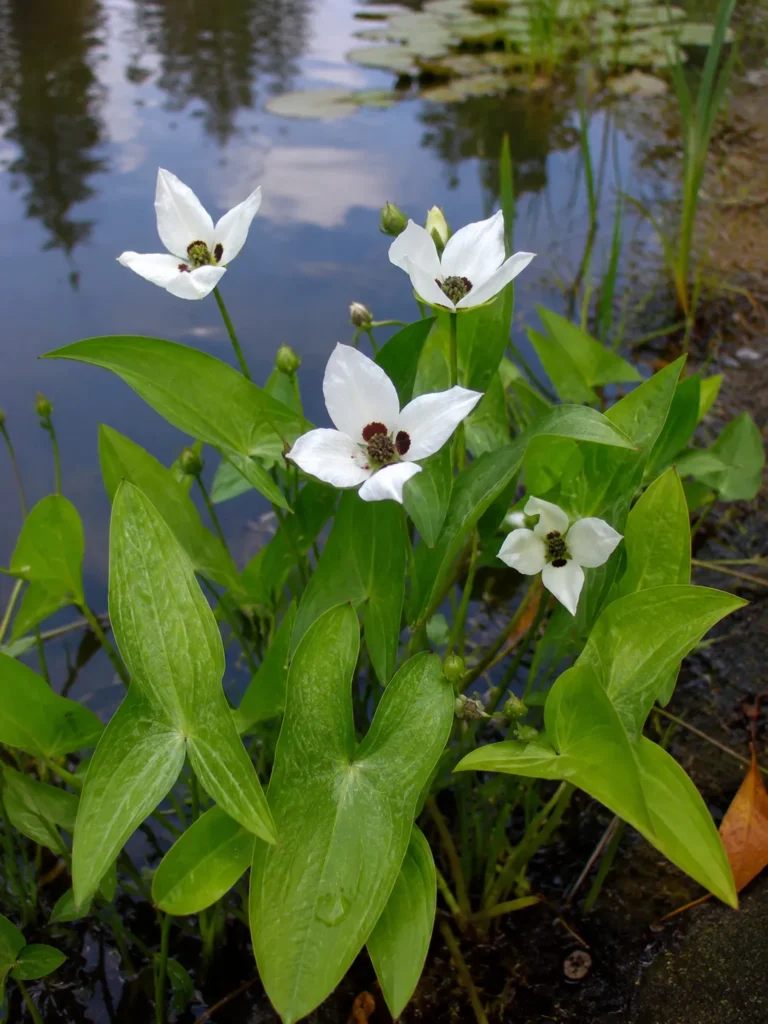 10 Water Flowers That Make Your Garden Look Magical 11 White arrowhead flowers with arrow shaped leaves at a pond's edge